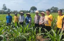 Polres Garut Dukung Ketahanan Pangan dengan Inovasi Pupuk Organik Maggot untuk Tanaman Jagung