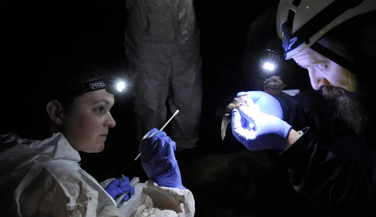PPeneliti memeriksa kelelawar di sebuah gua di kawasan New Mammoth Cave, AS (16/12/2011). Peneliti  AS mengatakan sindrom hidung putih dapat mengancam satu spesies kelelawar pemakan serangga mengalami kepunahan. (AP Photo/Amy SB)