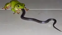 Lazimnya di alam, katak adalah makanan utama seekor ular. Namun yang terjadi ini sebaliknya.