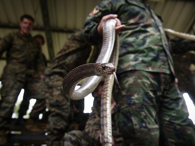 Ular Berkembang Biak Secara - Puspasari