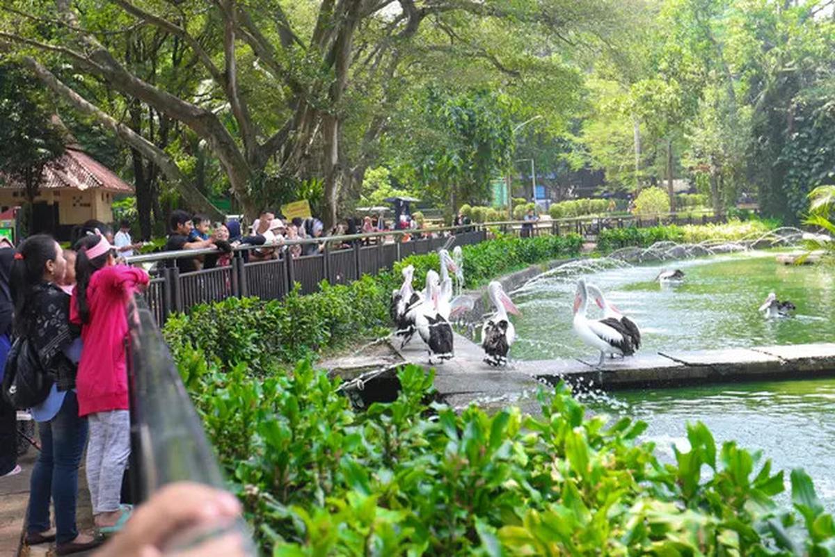 Harga Tiket Masuk Taman Margasatwa Ragunan, Buka Malam Hari Mulai Sabtu 11 Oktober 2025