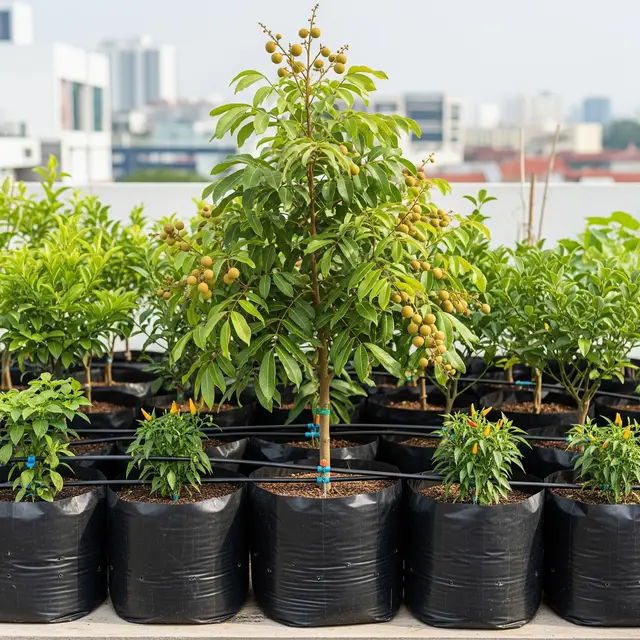 Kebun Buah di Polybag dengan Sistem Irigasi Sederhana untuk Lahan Terbatas (Image by Gemini AI)