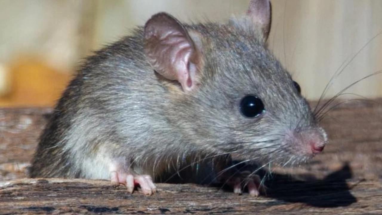 Ciri-Ciri Rumah yang Menjadi Sarang Tikus dan Pemicu Datangnya Ular, Perbaiki Segera demi Keamanan