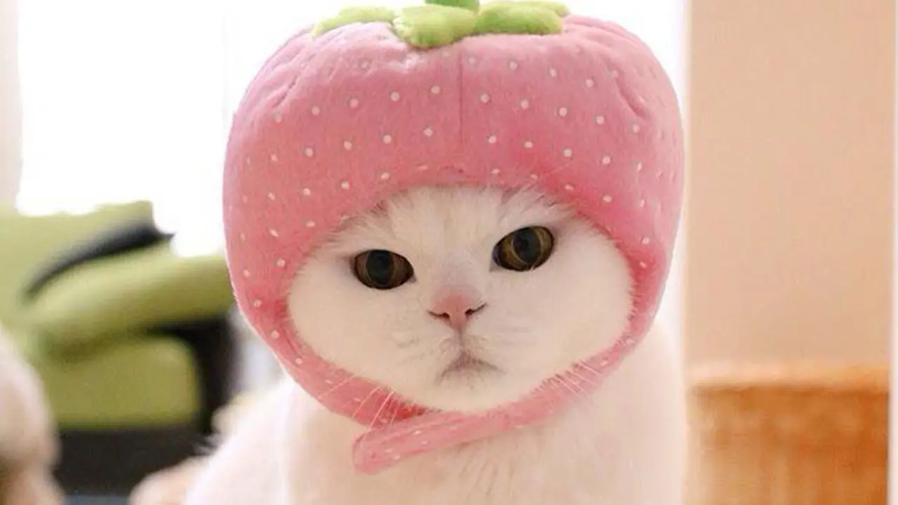 [Bintang] Kucing 