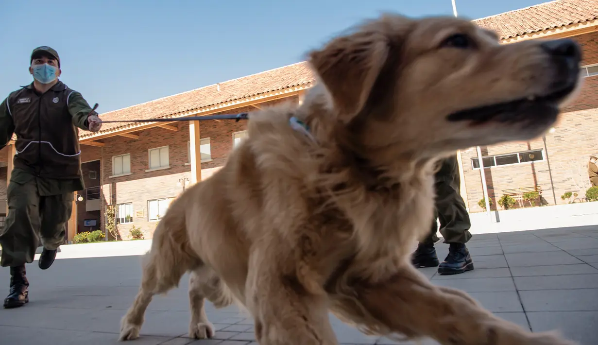 Anggota kepolisian Chile bermain dengan seekor anjing Golden Retriever bernama Clifford sebelum sesi latihan selama presentasi kepada pers di Santiago, Selasa (14/7/2020). Anjing itu dilatih untuk mendeteksi mereka yang mengidap covid-19 dengan mencium bau keringatnya. (Martin BERNETTI/AFP)