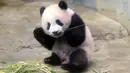 Bayi panda Xiang Xiang memakan bambu di kandangnya di Kebun Binatang Ueno di Tokyo, Jepang (18/12). Xiang Xiang yang lahir 6 bulan yang lalu di Jepang mulai diperlihatkan pada tanggal 18 Desember 2017. (AFP Photo/Yoshikazu Tsuno)