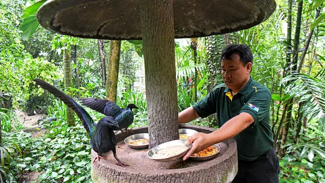 Jurong Bird Park Singapura Resmi Ditutup Selamanya Setelah 52 Tahun Beroperasi