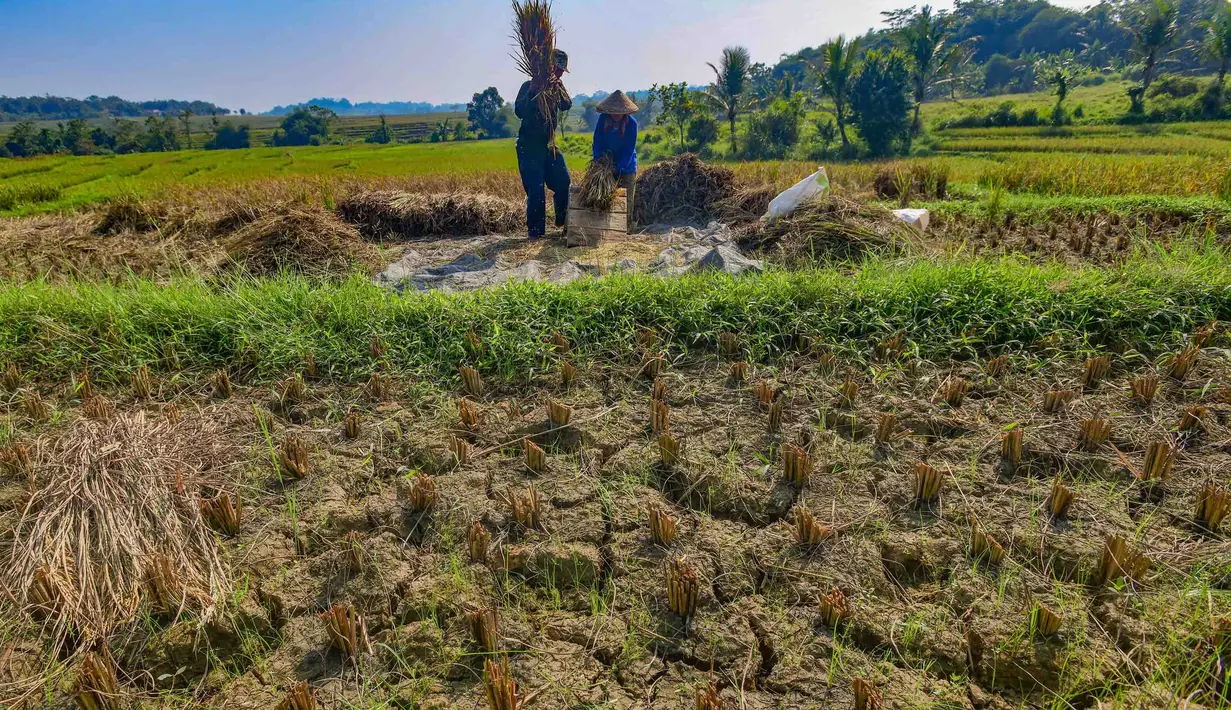 Petani memanen padi di lahan yang mengalami gagal panen di Desa Weninggalih, Kecamatan Jonggol, Kabupaten Bogor, Minggu (5/7/2026). (Merdeka.com/ Arie Basuki)