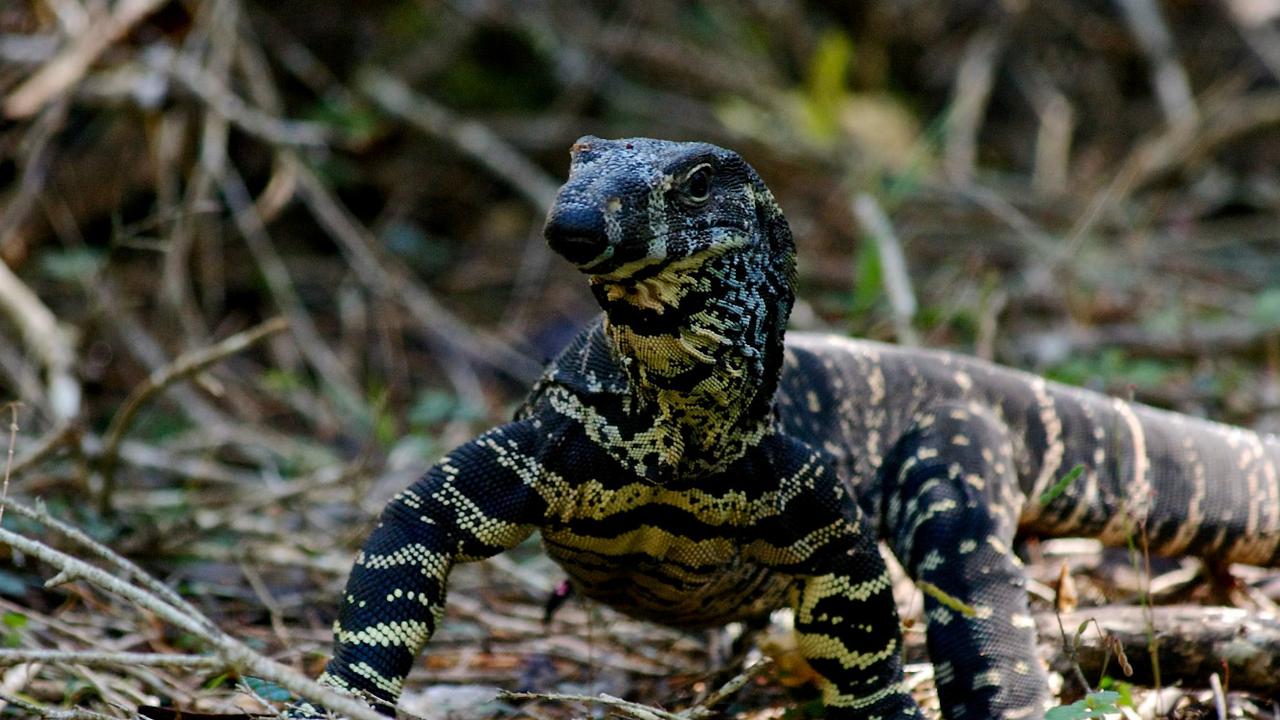 Jenis-jenis Reptil Ini Ternyata Banyak Peminatnya, Termasuk Biawak