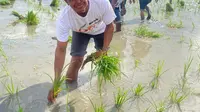 Permudah Akses Distribusi Pupuk, Pemerintah Pangkas 145 Regulasi dan Buat Kebijakan Baru