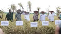 Kegiatan panen sawah padi lebak kelompok tani Kertawijaya I di Kelurahan Pulokerto Kecamatan Gandus Palembang (Dok. Humas Pemkot Palembang / Nefri Inge)