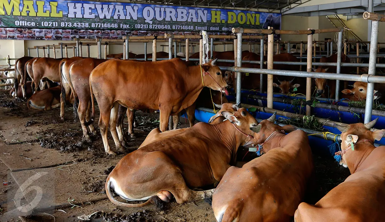Sapi hewan qurban dijajakan di Depok, Jawa Barat, Rabu (9/9/2015). Jelang Idul Adha 1436 H, Ahok menerbitkan Instruksi Gubernur terkait pelarangan penjualan serta pemotongan hewan qurban di pinggir jalan. (Liputan6.com/Yoppy Renato)