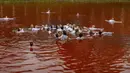 Orang-orang mandi dalam kolam warna merah untuk menandakan darah, selama protes terhadap invasi Rusia ke Ukraina di depan kedutaan besar Rusia di Vilnius, Lithuania, Kamis (7/4/2022). Protes tersebut menyoroti ancaman genosida dari operasi militer Rusia. (AP Photo/Mindaugas Kulbis)