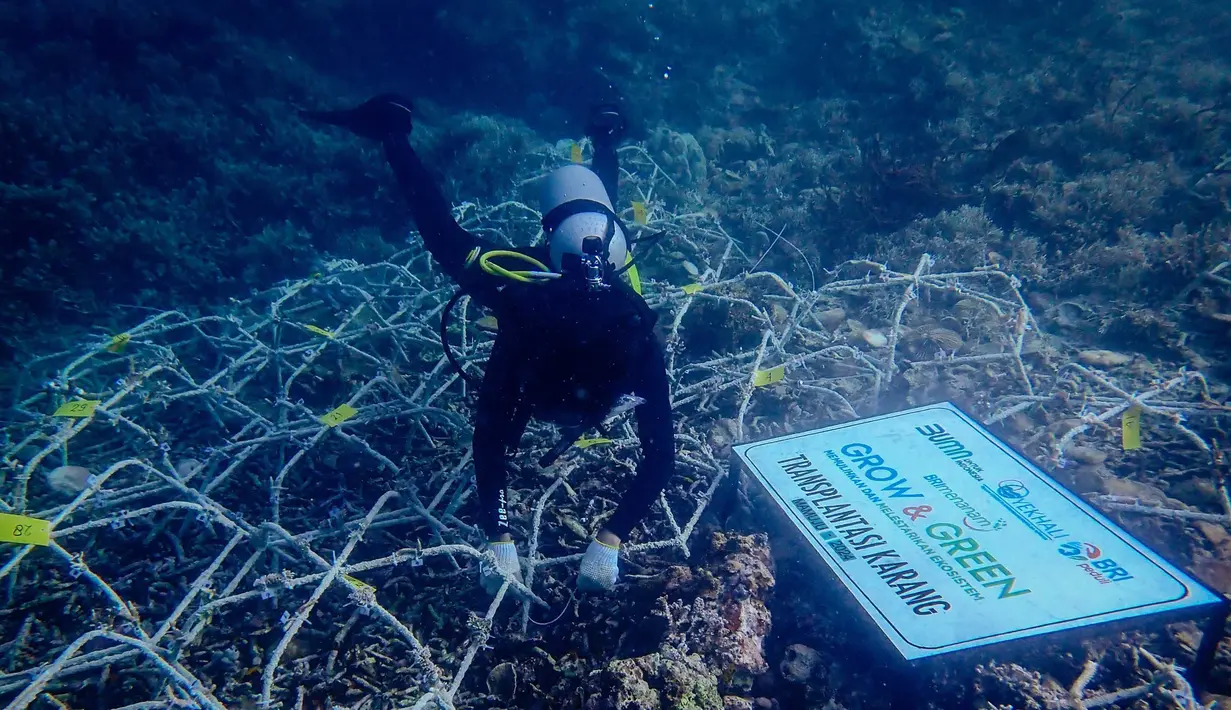 Berkat BRI Menanam - Grow & Green, Pokdarwis Ujung Bulo dan masyarakat sekitar pun jadi lebih maksimal dalam menjaga potensi sumber daya alam dan ekosistem terumbu karang di wilayah tersebut. (Dok BRI)