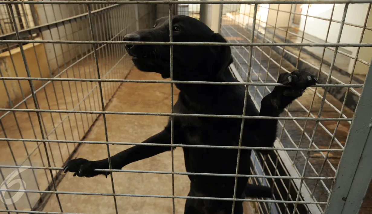 Kondisi kandang anjing pelacak yang ada di satuan K-9 Dirjen Bea Cukai Jakarta, Kamis (19/11/2015). Pemerintah Indonesia dan Australia akan meningkatkan hubungan kerja sama dalam pemberantasan dalam peredaran narkoba. (Liputan6.com/Helmi Fithriansyah)