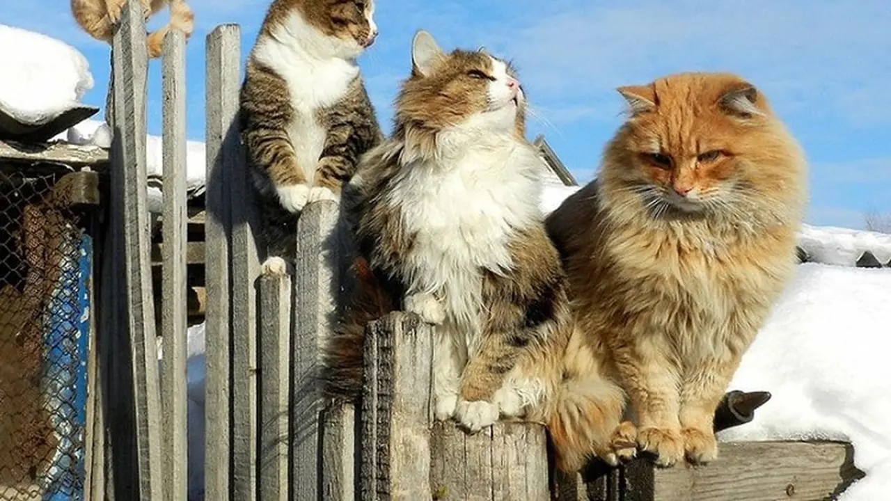 Tidak Hanya Di Jepang, Di Benua Eropa Juga Ada Surga Para Kucing