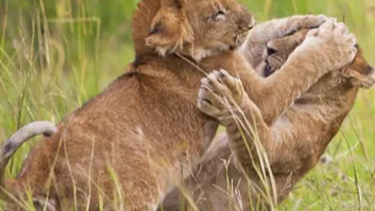 Namun, perburuan hewan buas saat ini sudah dilarang. <br><br>Larangan ini tercantum dalam Undang-Undang no 41 tahun 1999 tentang Kehutanan.&nbsp;