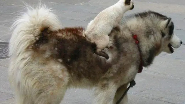7 Kelakuan Kocak Kucing Pura-Pura Jadi Manusia
