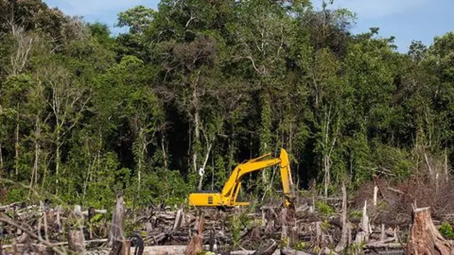 Perkebunan kelapa sawit. ©AFP PHOTO/CHAIDEER MAHYUDDIN