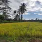 Masa panen raya sedang terjadi di berbagai daerah di Indonesia. Termasuk di lokasi cetak sawah baru di Desa Bente, Sulawesi Tenggara.