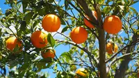 6 Pohon Buah untuk Rumah Dekat Pekarangan agar Tidak Diserang Kelelawar