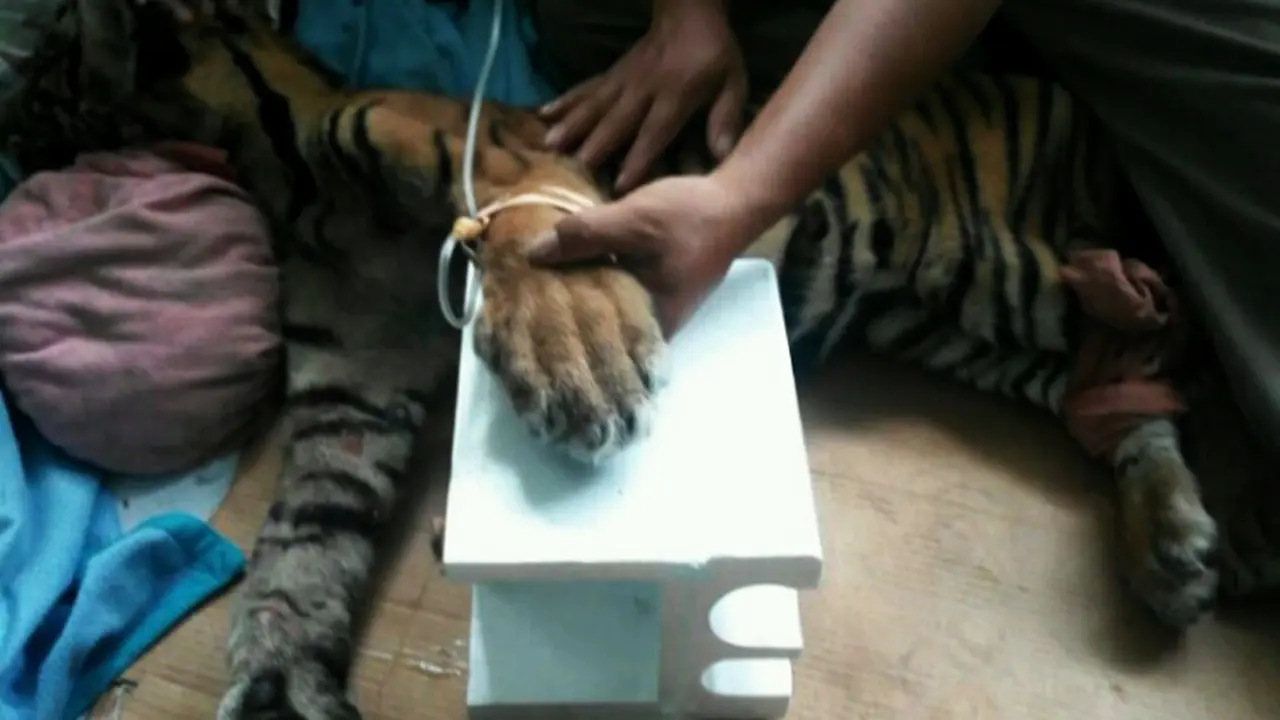 Harimau Sumatera