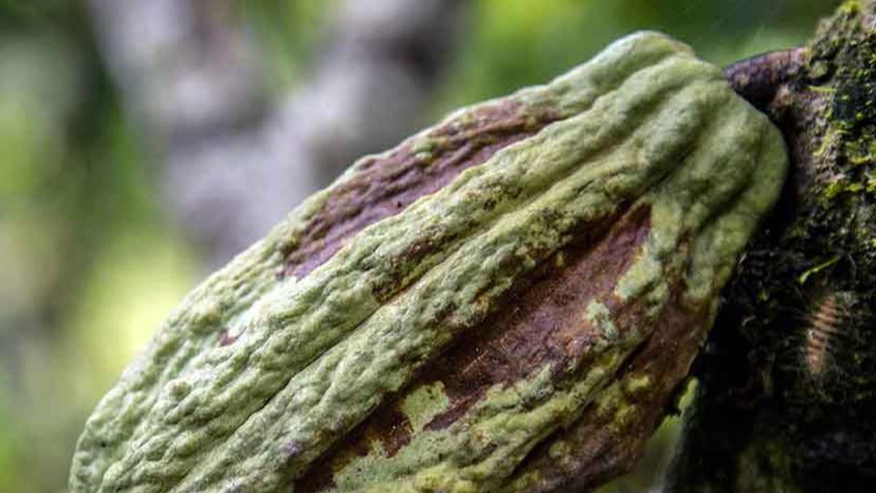 Menurut penelitian baru, pohon kakao (Theobroma cacao) berusia 10 juta tahun. Ini jauh lebih tua dari perkiraan sebelumnya.