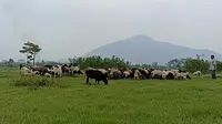 Seorang peternak sedang menggembala domba dan kambing di daerah Rancaekek, Rabu (25/5/2022). (Liputan6.com/Dikdik Ripaldi)