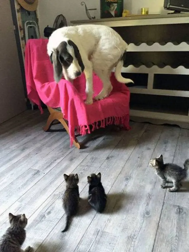 7 Potret Lucu Kucing saat Berkelahi dengan Anjing Ini Kocak