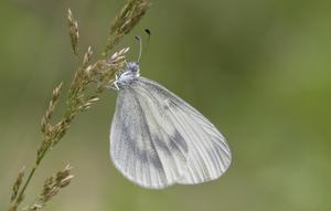 Kupu-kupu Wood White. (dok. Butterfly Conservation/Bob Eade/https://butterfly-conservation.org/butterflies/wood-white)