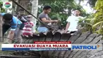 Stres dikurung 6 hari dalam kandang, warga serahkan buaya muara sepanjang 3,4 meter ke Balai Konservasi Sumber Daya Alam.
