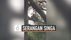 vertical singa