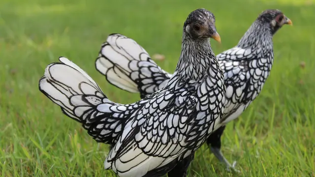 6 Potret Ayam Jenis Sebright, Unik Punya Bulu Bak Ilustrasi Gambar