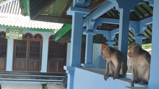 Monyet keramat penunggu Masjid Saka Tunggal Banyumas. (Foto: Liputan6.com/Muhamad Ridlo)