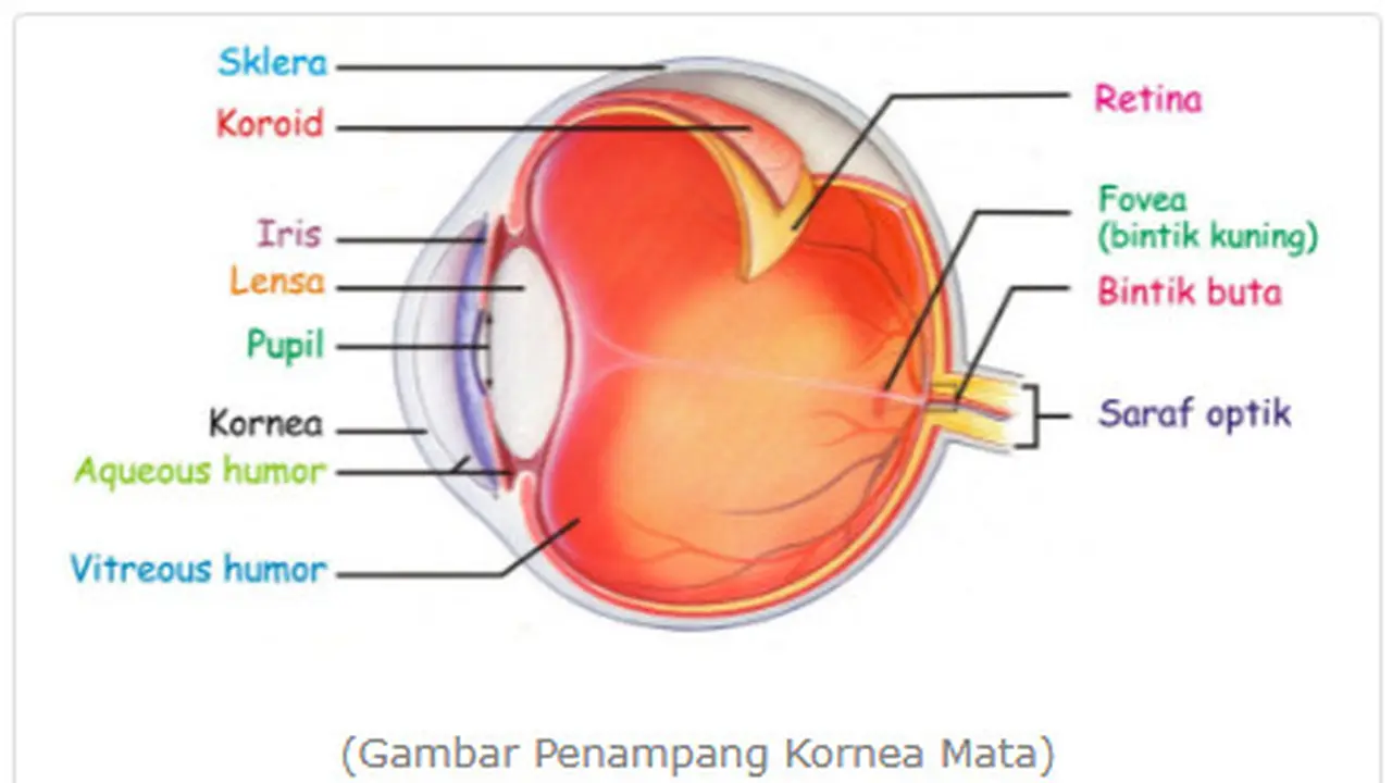 Fungsi Kornea Dan Bagian Bagian Mata Lainnya Kenali Cara Kerja Indra