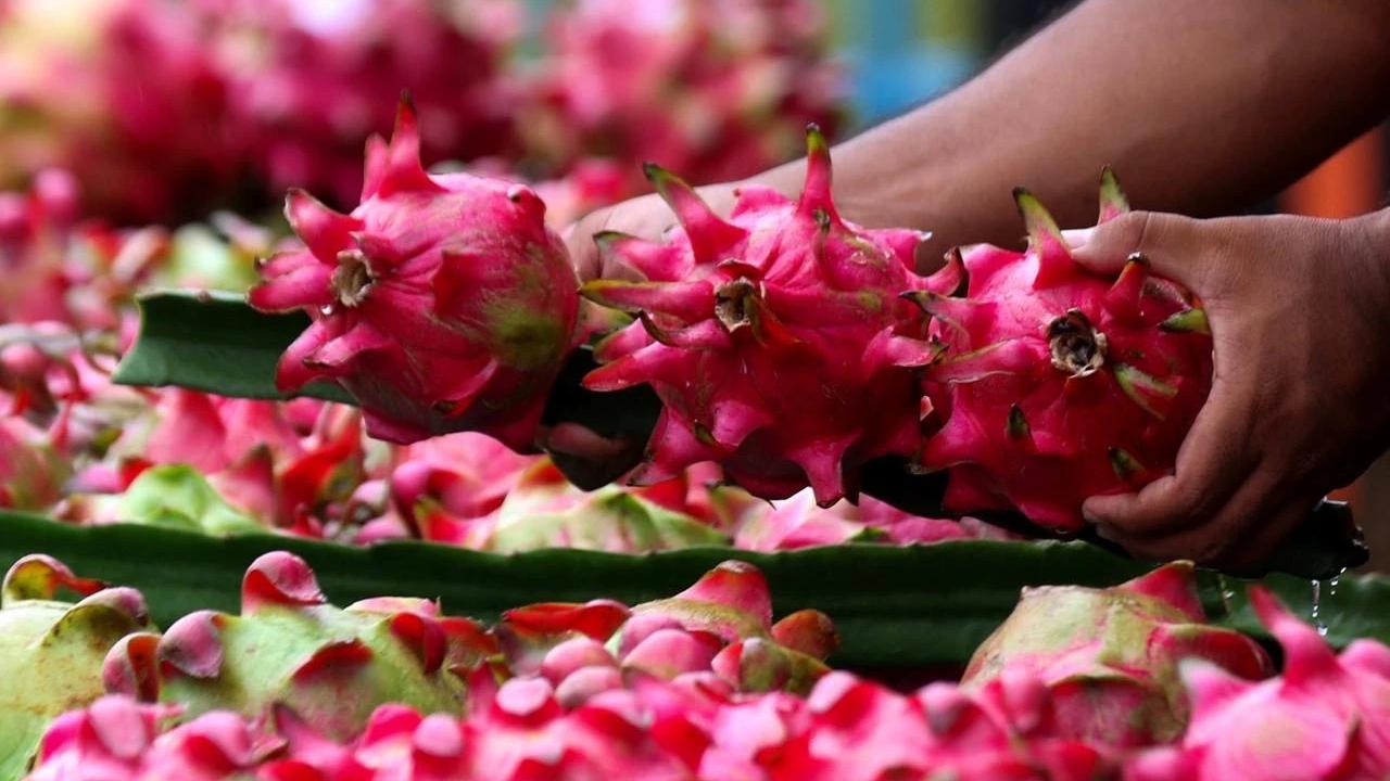 Petani Buah Naga Naik Kelas Berkat Program Klasterku Hidupku BRI