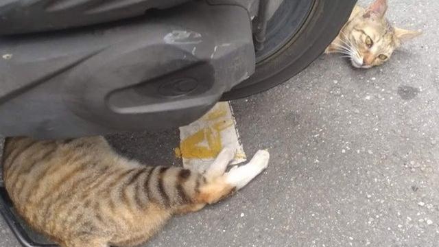 7 Potret Ini Bikin Anda Berpikir Dua Kali Saat Melihatnya