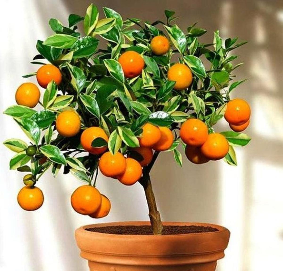 5 Buah Mini yang Bisa Panen Tiap Bulan di Rumah, Solusi Praktis Kebun Produktif