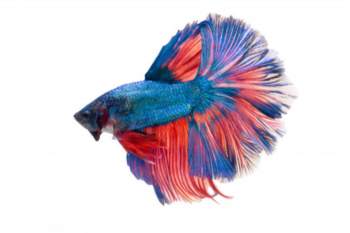 Pelet Ikan Cupang