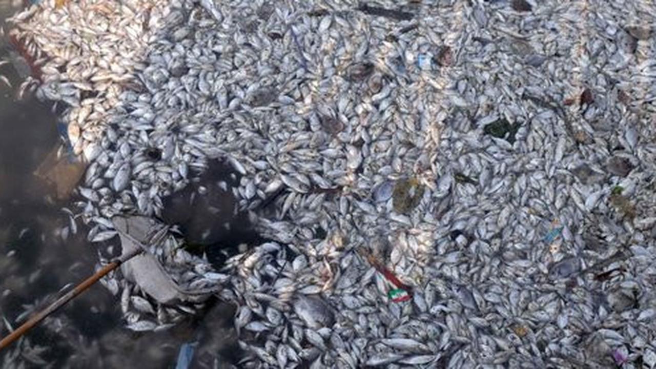 Jutaan ekor ikan berbagai jenis mati misterius di Pantai Ancol