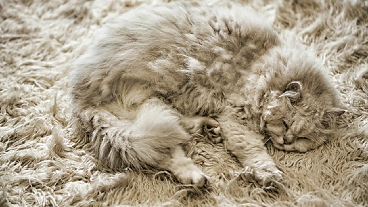 Bermain Petak Umpet Bersama Kucing? Hati-hati Tertipu Kamuflase