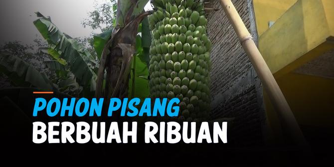 VIDEO: Berbuah Ribuan, Pohon Pisang Unik Ini Menarik Perhatian Warga Hingga Jadi Viral