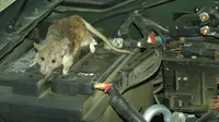 Tikus kerap bersarang di mesin mobil. (usercontent2.hubstatic) 