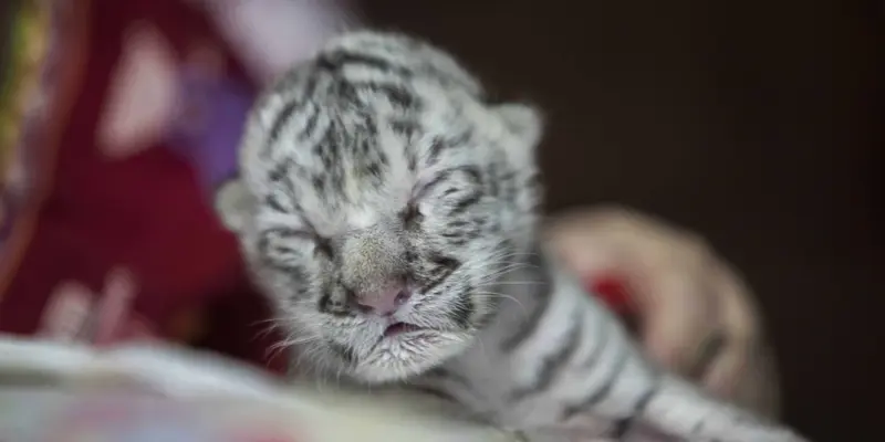 Bayi Harimau Putih Langka Lahir di Nikaragua