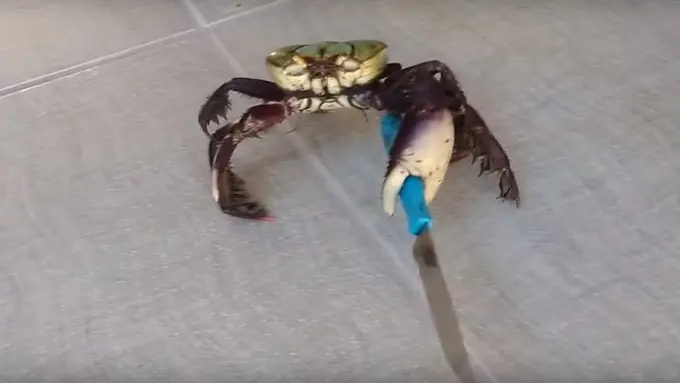 Seramnya Kepiting Gangster