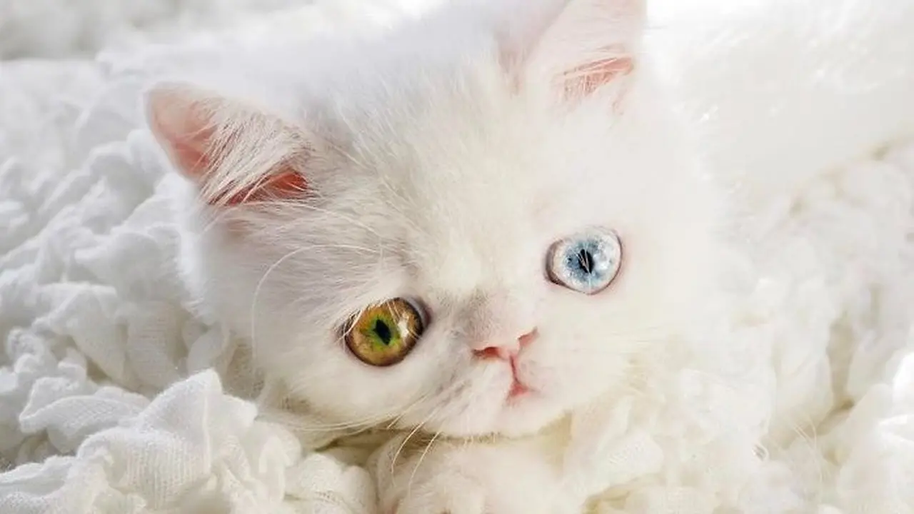 Berwarna Kuning dan Biru, Mata Kucing Ini Menghipnotis Netizen