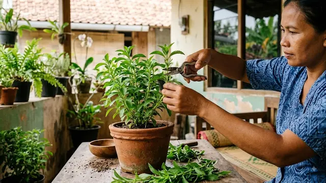 Stevia