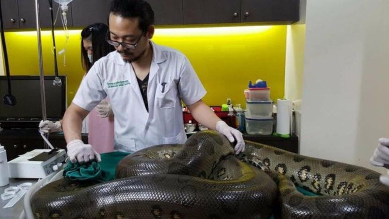 Memiliki Tumor Seberat 1 Kg, Ular Raksasa Mematikan Dioperasi