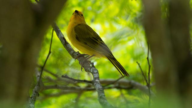 Cara Merawat Burung Kenari