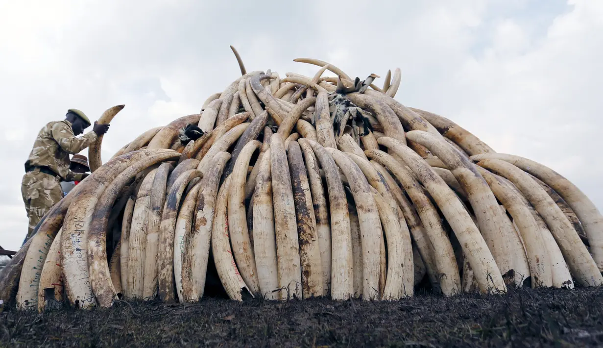 Sejumlah gading gajah hasil sitaan diletakkan untuk dibakar di Nairobi National Park, Kenya, (20/4). Sebanyak 105 ton gading gajah berhasil diamankan petugas Kenya Wildlife Service (KWS). (REUTERS / Thomas Mukoya) 